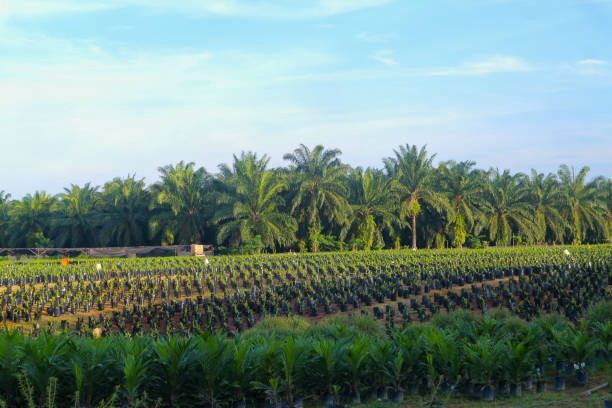 Oil Palm Development